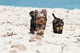 YORKSHIRE TERRIER 134